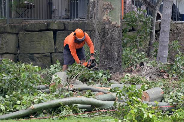 The Steps Involved in Our Tree Care Process in Mobile, AL